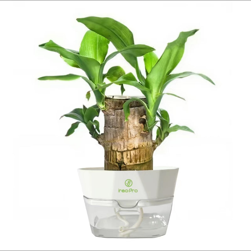 Brazilian Wood Hydroponic Plant
