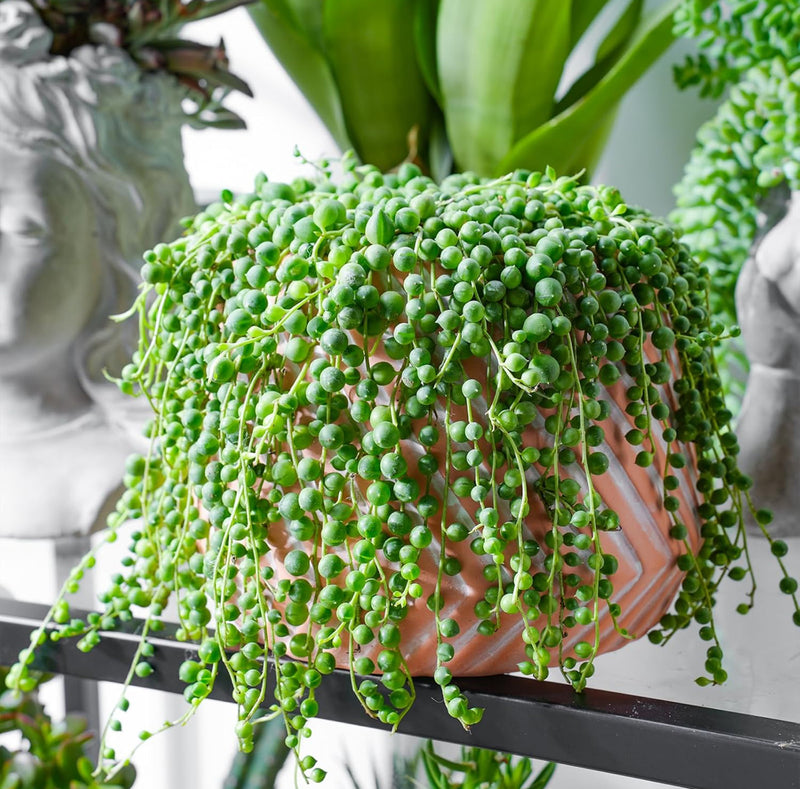 String of Pearls Hanging Succulent Plant