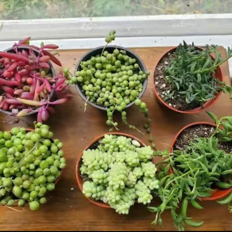 6 pack String Bundle