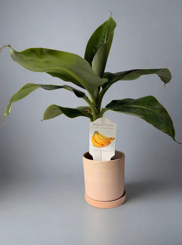 Dwarf Truly Tiny Banana Tree