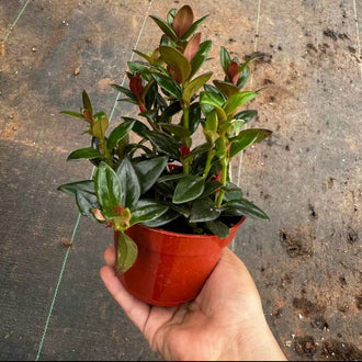 Black Goldfish Plant 4" Pot