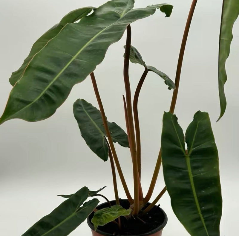 Philodendron Billietiae Rare Tropical Houseplant 6 Inch Pot Plant