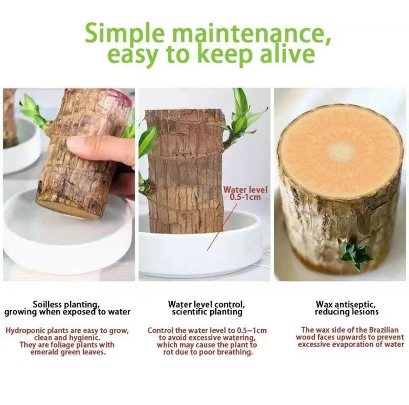 Brazilian Wood Hydroponic Plant