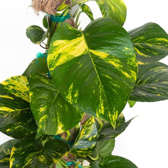 Golden Pothos Totem Indoor Climbing Plant