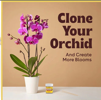 Cloning Paste Professional Plant Propagation Gel