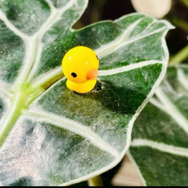 PetalPals Plant Magnets