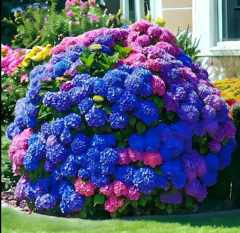 30PCS Hydrangea Mix Seeds