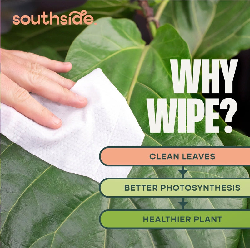 Neem Oil Infused Plant Cleaning Wipes