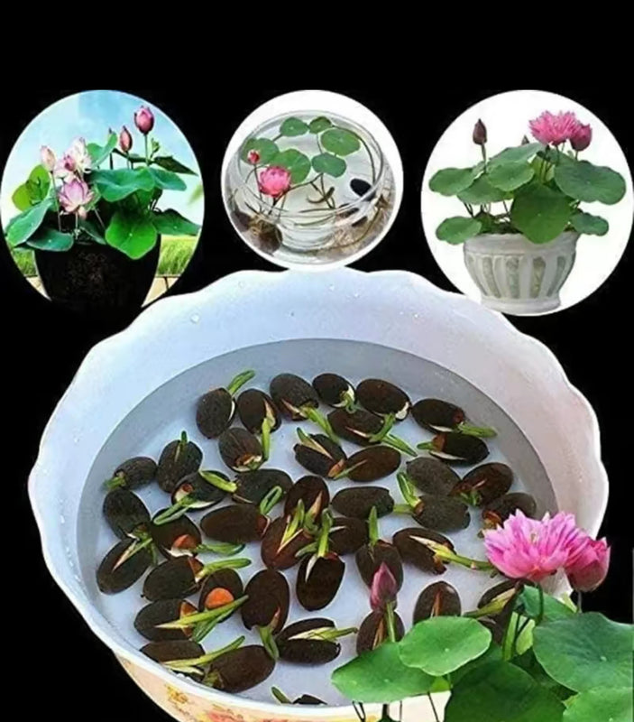 20–60PCS Mixed Color Bonsai Lotus Seeds