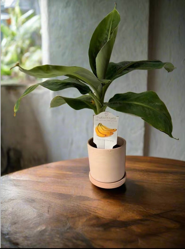 Dwarf Truly Tiny Banana Tree