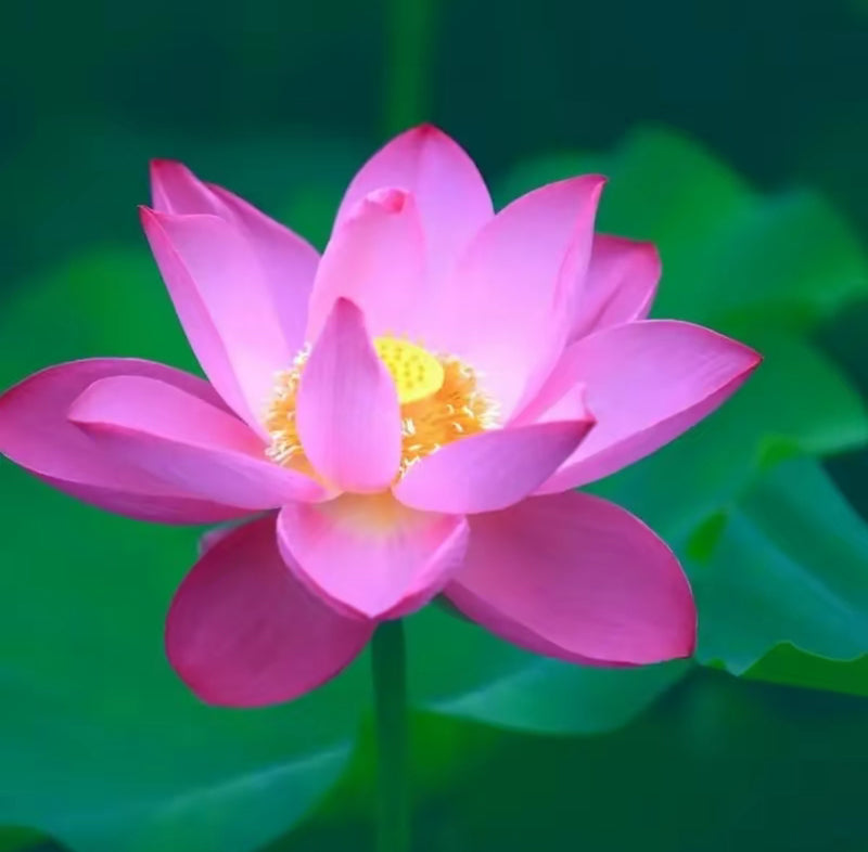 20–60PCS Mixed Color Bonsai Lotus Seeds