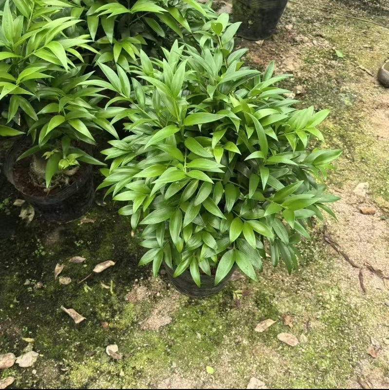 Lucky Bamboo Cypress Seeds