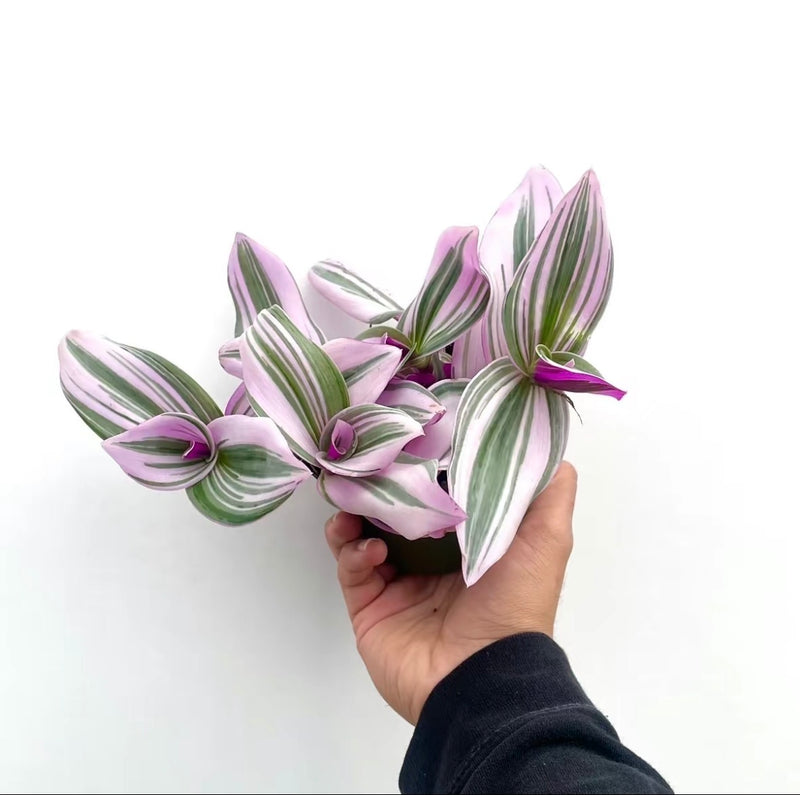 House Plant Bundle Box Set of Four Indoor Plants