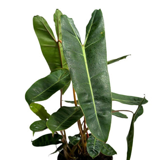 Philodendron Billietiae Rare Tropical Houseplant 6 Inch Pot Plant