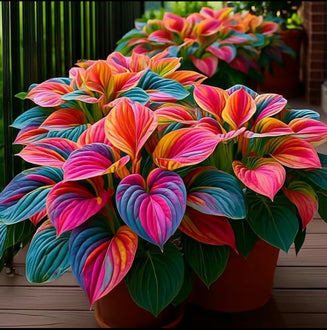 Multicolor Hosta Seeds with Unique Variegated Leaves