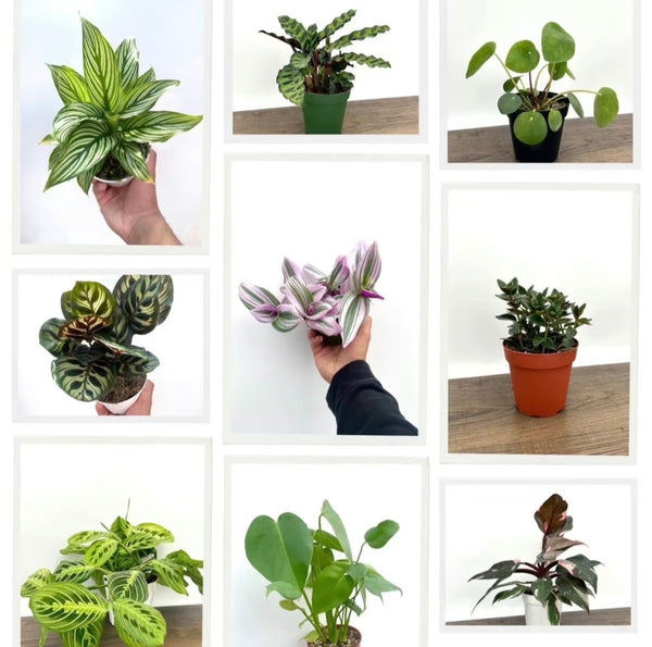 House Plant Bundle Box Set of Four Indoor Plants