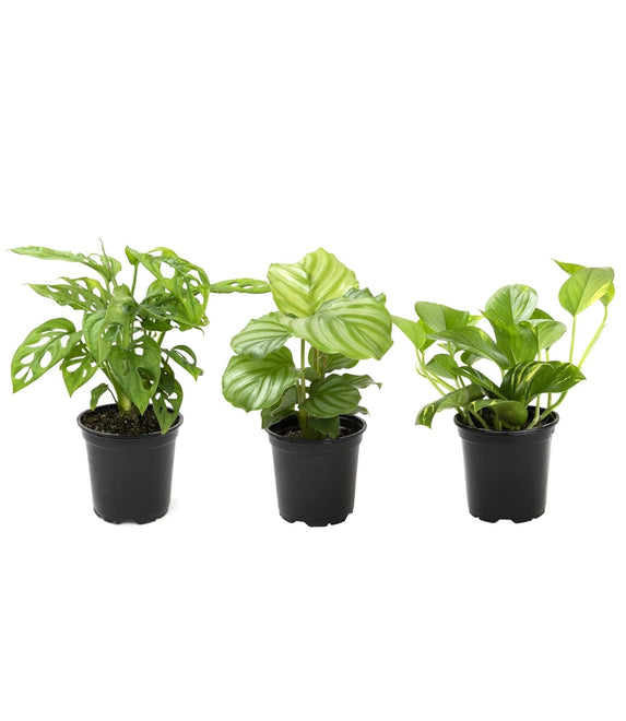 Essential Houseplant Collection Set of Three