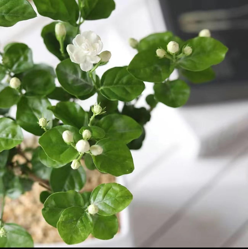 100 Climbing Jasmine Flower Seeds