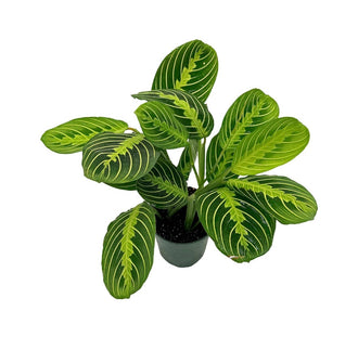 Lemon Lime Prayer Plant