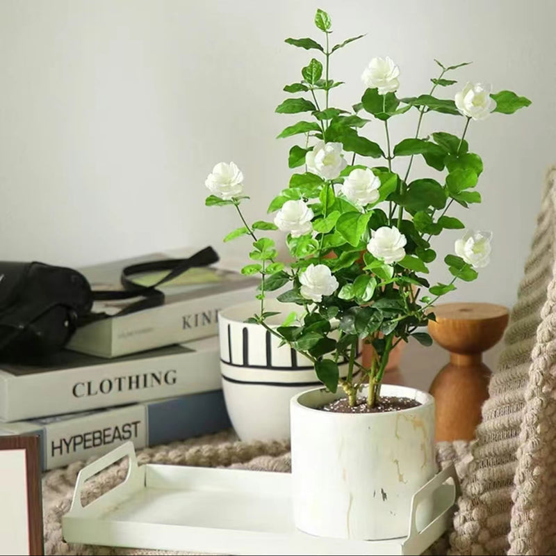 100 Climbing Jasmine Flower Seeds