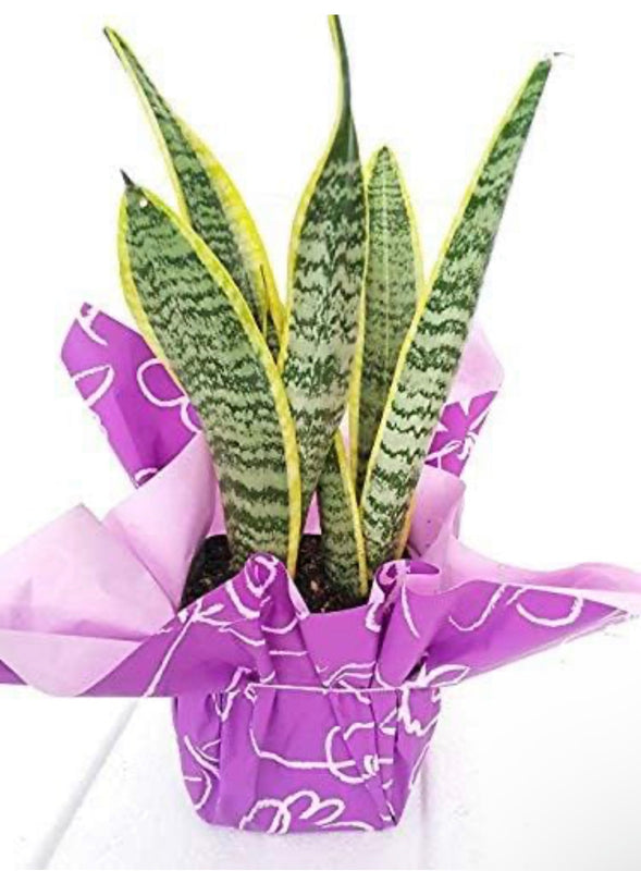 Snake Plant Gift 4 Inch Sansevieria in Wrapped Pot