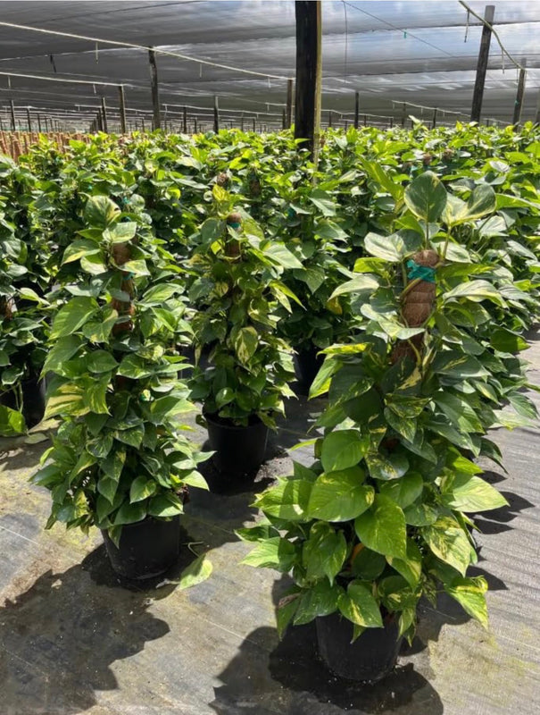 Golden Pothos Totem Indoor Climbing Plant