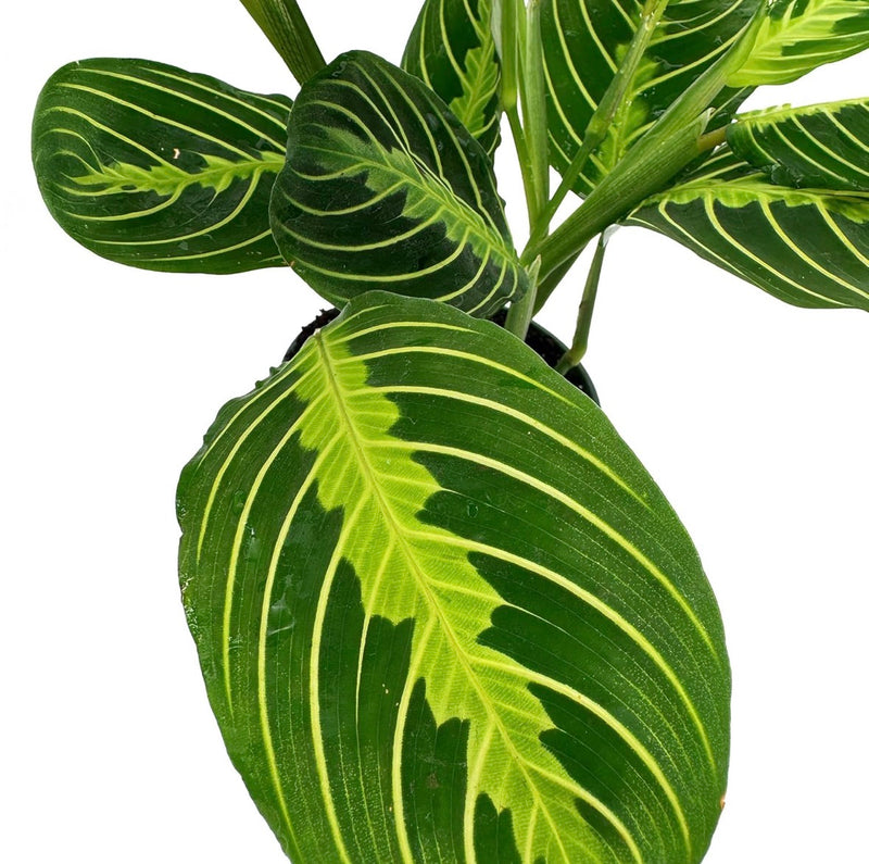 Lemon Lime Prayer Plant