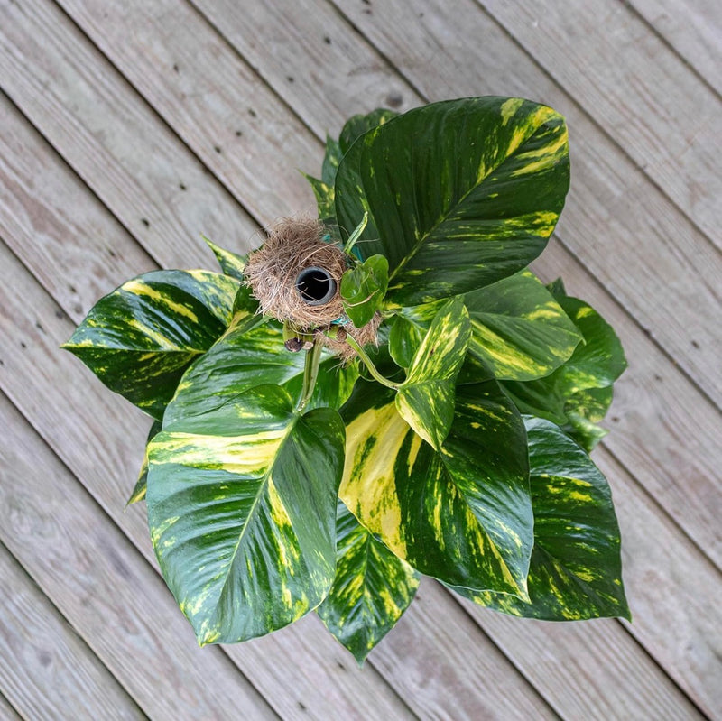 Golden Pothos Totem Indoor Climbing Plant