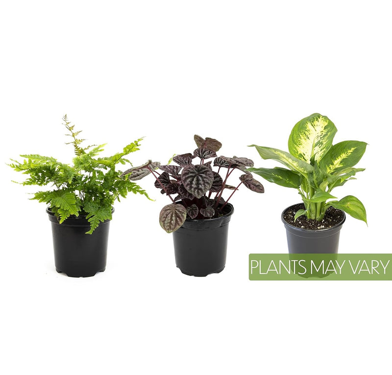Essential Houseplant Collection Set of Three