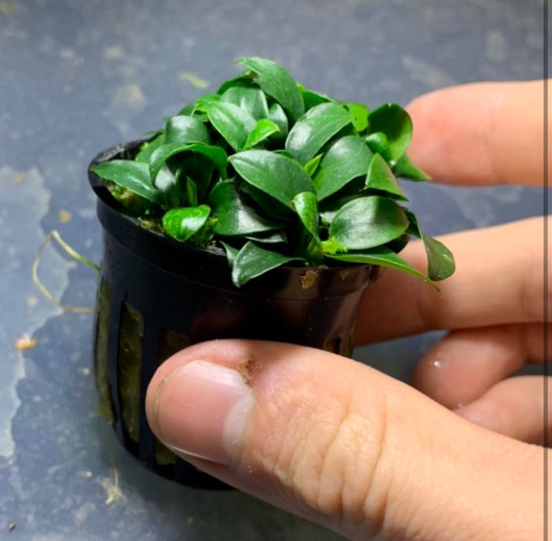 Anubias Nana Petite Live Aquarium Plant