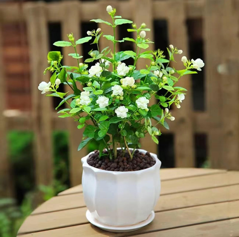100 Climbing Jasmine Flower Seeds