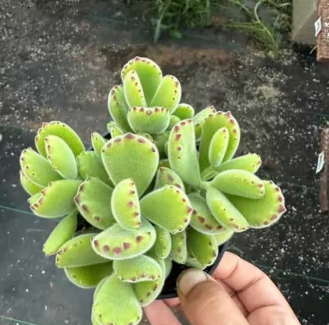 Bear Paw Succulent Plant – 4 Inch Pot