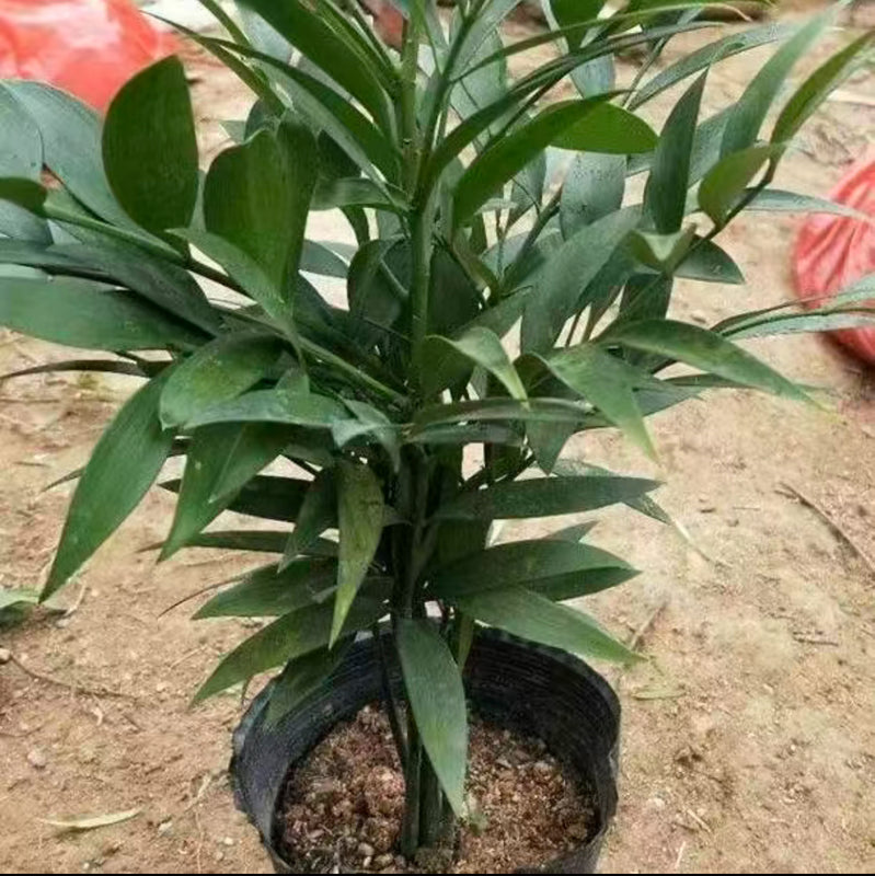 Lucky Bamboo Cypress Seeds