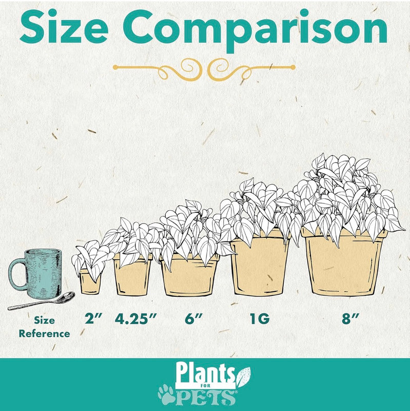 Snake Plant Sansevieria Superba