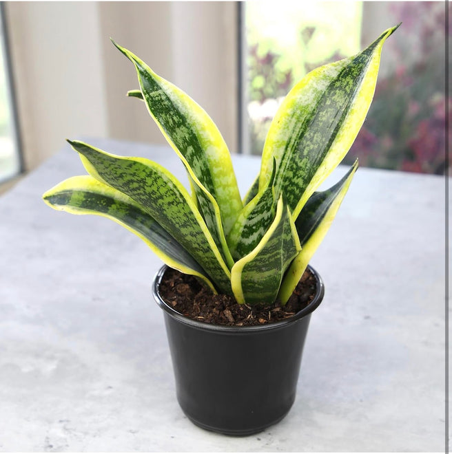 Snake Plant Sansevieria Superba