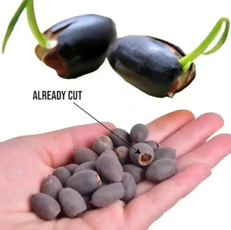 𝐄𝐕𝐄𝐑𝐅𝐄𝐒𝐓