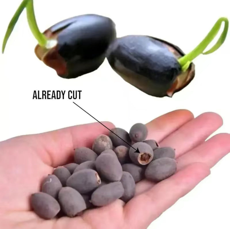 20–60PCS Mixed Color Bonsai Lotus Seeds