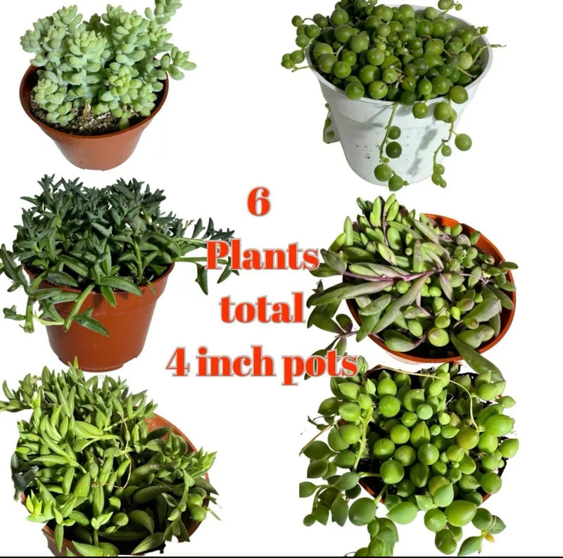 6 pack String Bundle