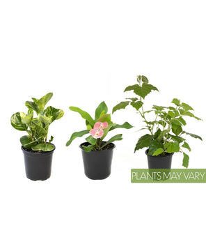 Essential Houseplant Collection Set of Three
