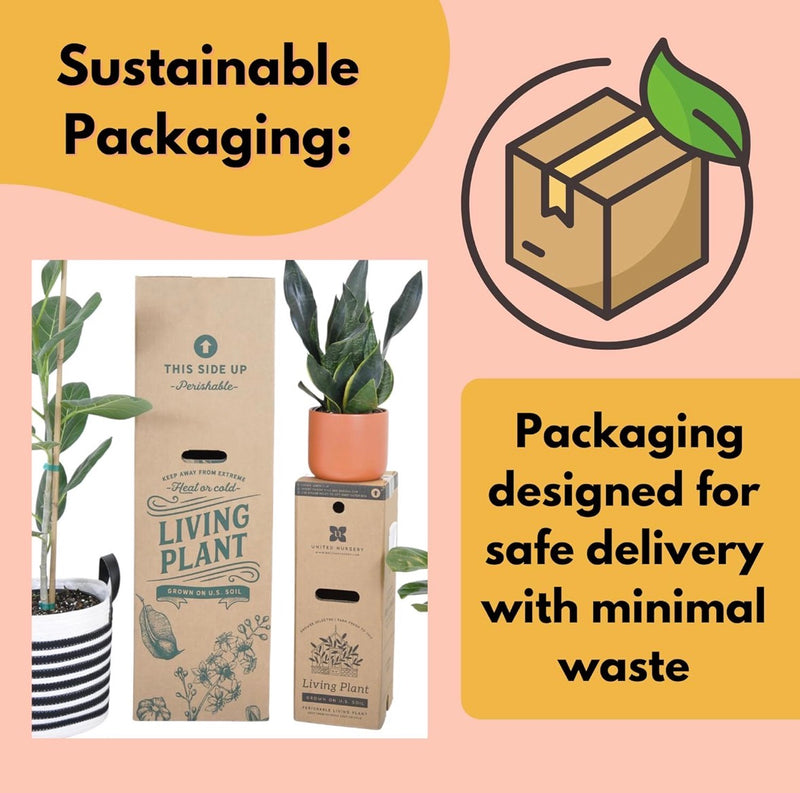 Golden Pothos Totem Indoor Climbing Plant