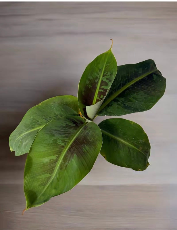 Dwarf Truly Tiny Banana Tree