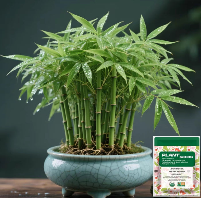 Lucky Bamboo Cypress Seeds