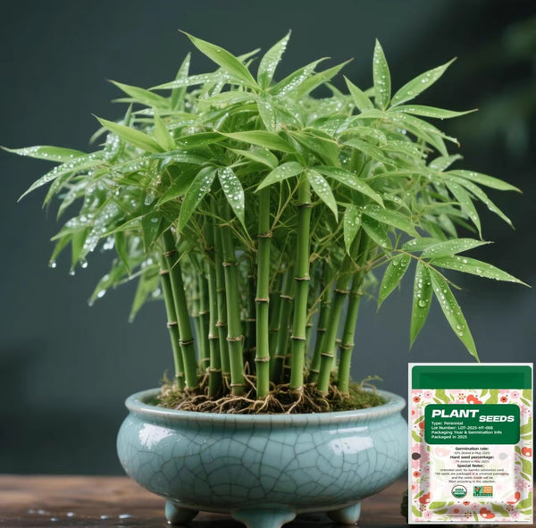 Lucky Bamboo Cypress Seeds