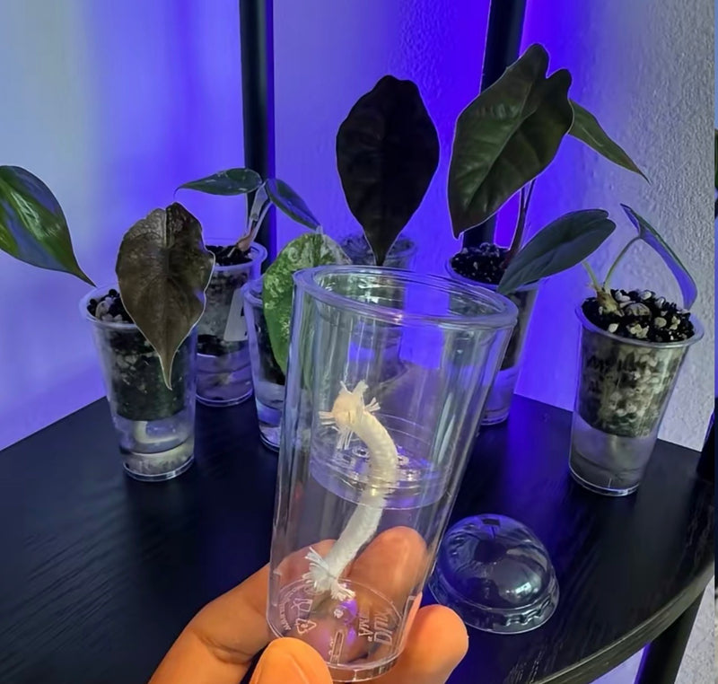 Small Self Watering Seed Starter Cup