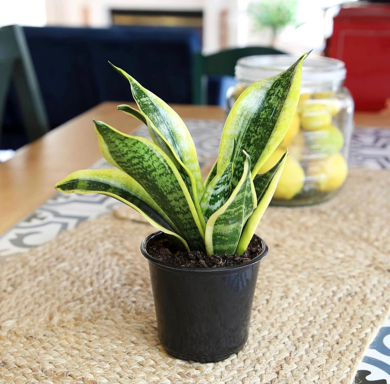 Snake Plant Sansevieria Superba