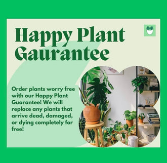 House Plant Bundle Box Set of Four Indoor Plants