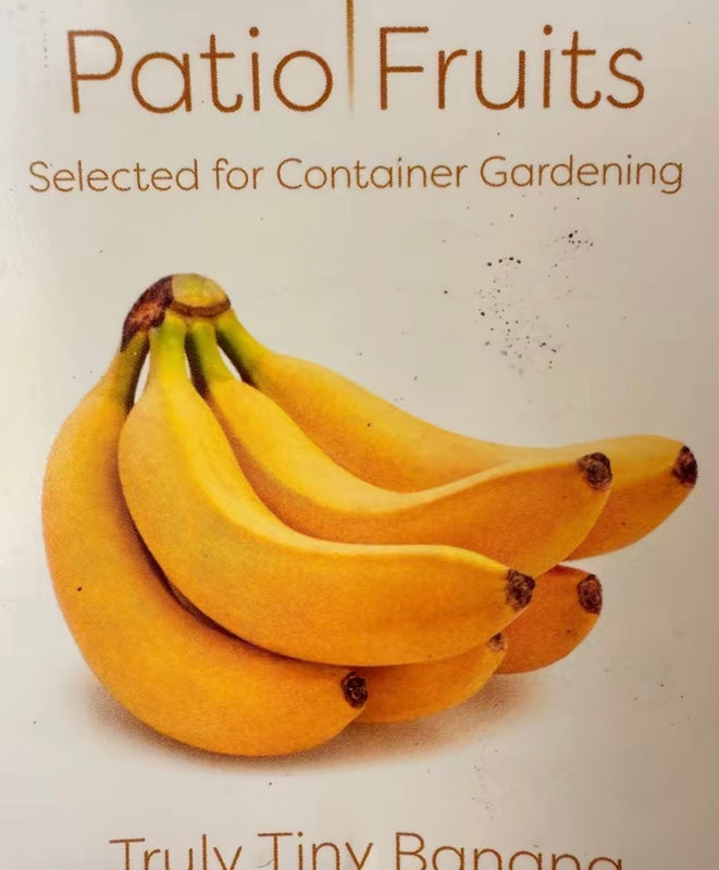 Dwarf Truly Tiny Banana Tree