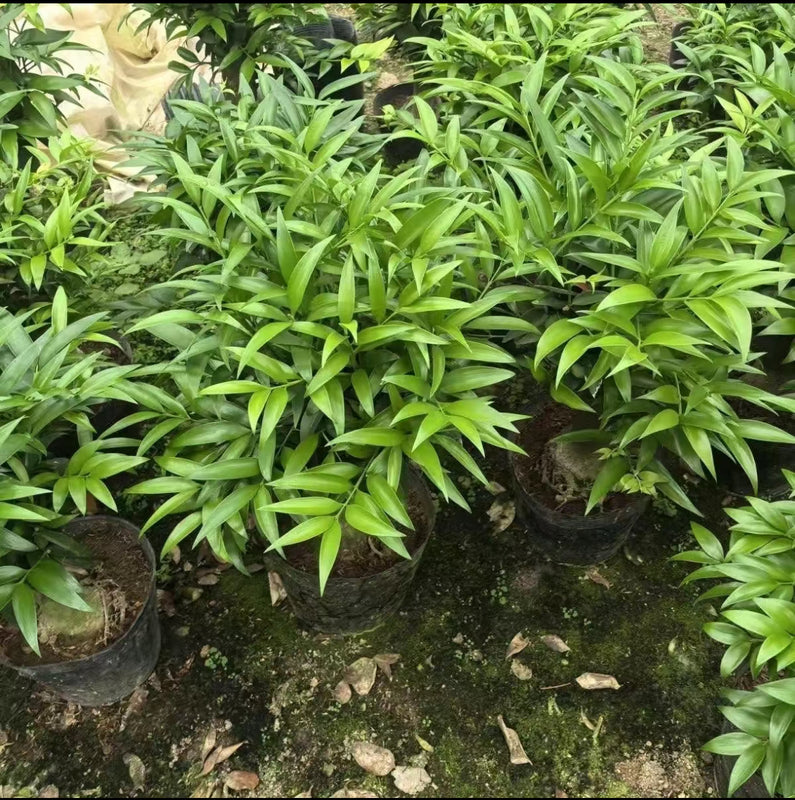 Lucky Bamboo Cypress Seeds