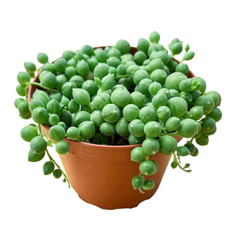 String of Pearls Hanging Succulent Plant