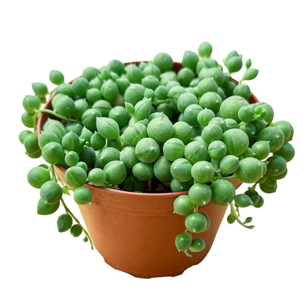 String of Pearls Hanging Succulent Plant
